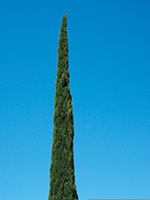 cypressc